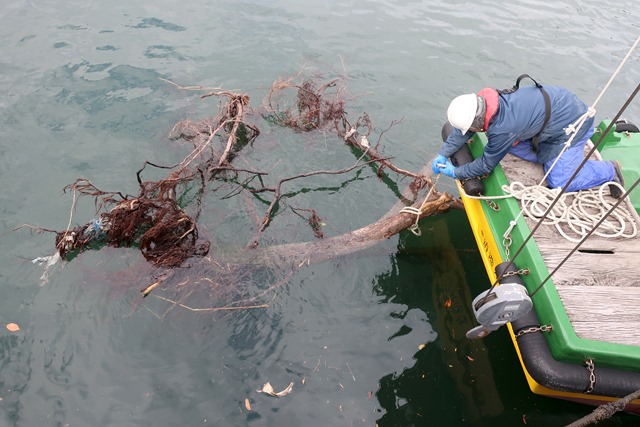 引揚作業のため流木にロープを付ける清港会職員